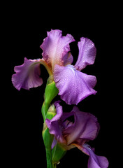 Blossoming iris on a black background.