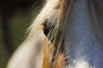 Chesnut-coloured wild horses's eyeball, mane hair & snout