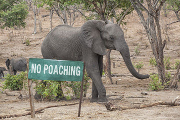 Fototapeta premium No Poaching