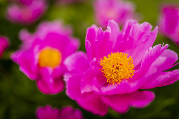 Big blooming pink peony flowers in spring garden.