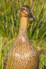 Close up of a Mallard female in shiny plumage