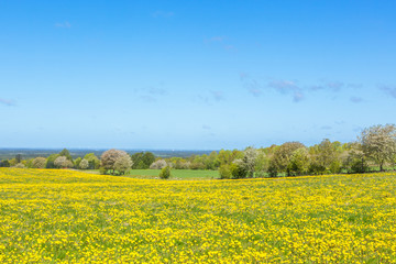 Flowering dandelions in the meadow in rural landscape