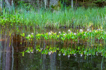 Bogbean flowers in the water