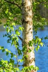 Birch tree trunk with leaves on the branches by a lake