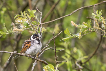 Reed Bunting sitting in a shrub on a twig