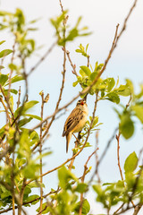 Sedge warbler singing in spring