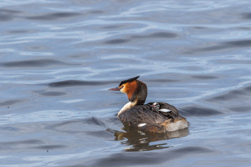 Swimming Great Crested Grebe with a chick on his back