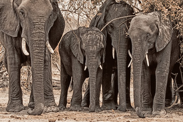 elephant family