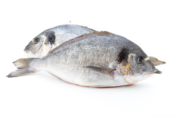 Fresh bream sea isolated on white background.