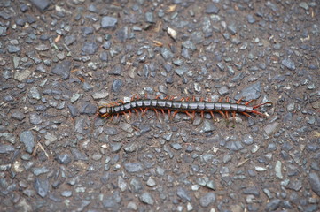 大きくて恐ろしいゲジ