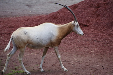 トボトボ歩くオリックス