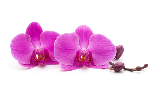 Fototapeta Pink orchid on the white background.