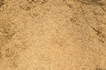 Rice in the husks, Rice peel background and texture