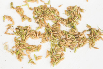 wet rice paddy by rain can not get the high price 