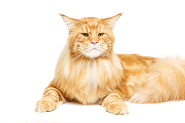 Beautiful maine coon cat