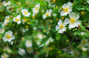 Nature summer. Blooming wild rose Bush. Delicate, white flowers of wild rose.
