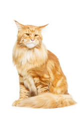 Beautiful maine coon cat