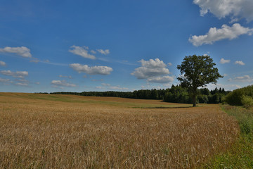 Obraz premium wheat field