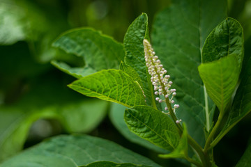 Nature summer. White flower with large green leaves closeup.