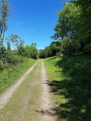 Path through woods in summer with blue sky