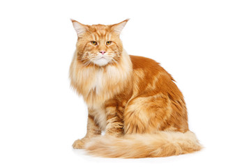 Beautiful maine coon cat