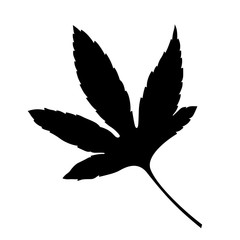 Roselle leaf, shade picture