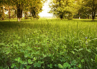 A close-up of green grass and clover leaves on a clearing, away trees and an establishment