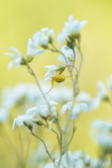 Misumena vatia - goldenrod crab spider or flower (crab) spider