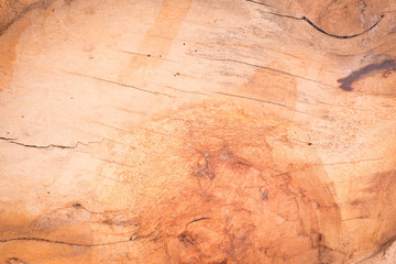 Fototapeta na wymiar wooden background from big tree.