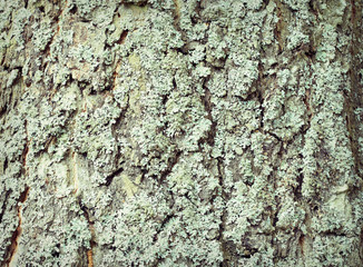 Surface of old tree bark covered with lichen