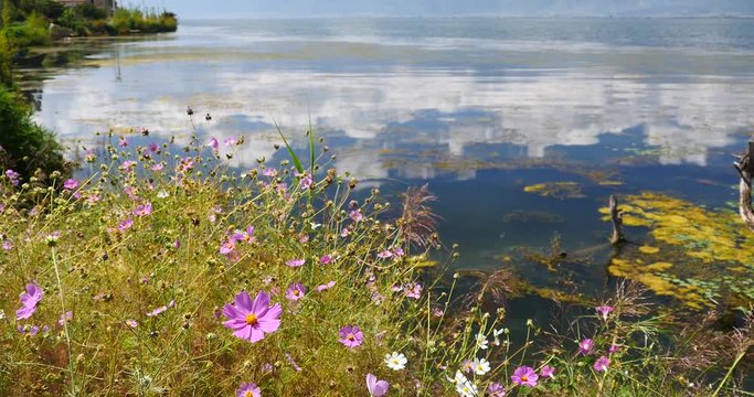 4k pink cosmos bipinnatus,withered tree in water,cangshan mountain background,cloud reflect on lake,green aquatic plants floating on the lake surface.erhai Dali,china.