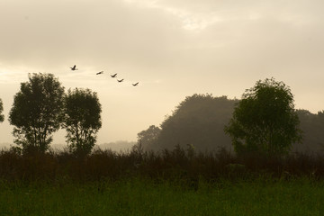 Goose formation in morning mist