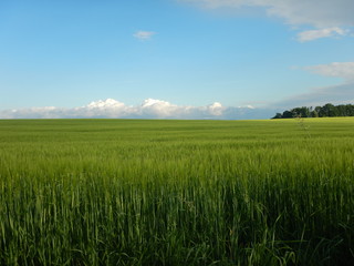 Field