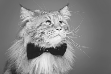 Naklejka na ściany i meble Beautiful maine coon cat with bow tie