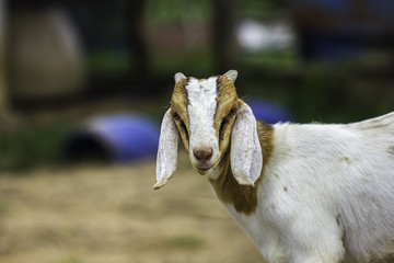 Goat in farm of Thailand