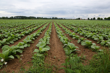 Fototapeta na wymiar Agriculture / Tobacco Plantation / Growing tobacco