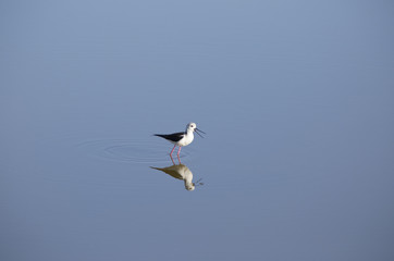 Black-winged Stilt (Himantopus himantopus) on the water