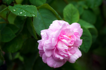 Pink rose flower close-up photo with shallow depth of field, drops of water and leaves