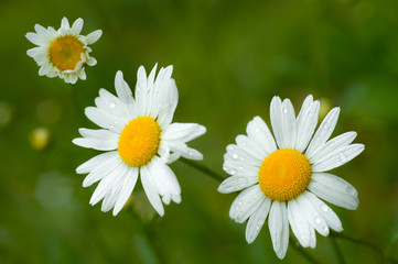 Obraz premium Chamomile or camomile flowers with drops of water on natural green background