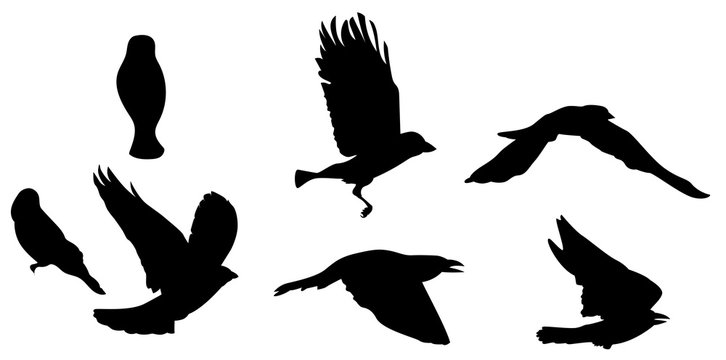 Black silhouette of bird flying