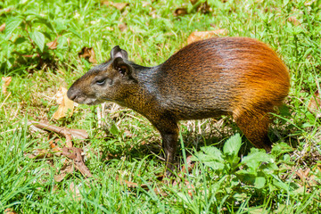 Agouti at Ile Royale, one of the islands of Iles du Salut (Islands of Salvation) in French Guiana