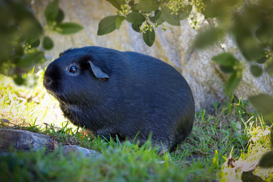Meerschweinchen drau&szlig;en
