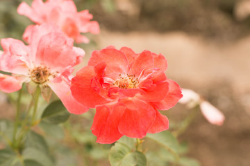 Old rose roses, red roses, pink roses.