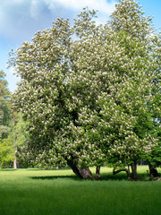 Blooming chestnut trees in spring