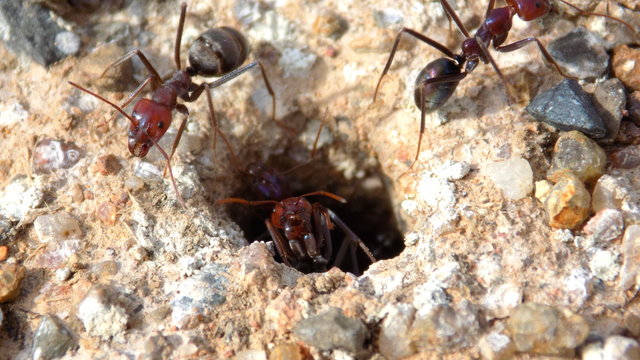 Red ants nest entrance macro 2