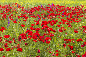 Naklejka premium Meadow covered with flowers.