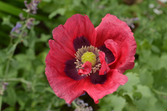 bloeiende klaproos in de stadstuin