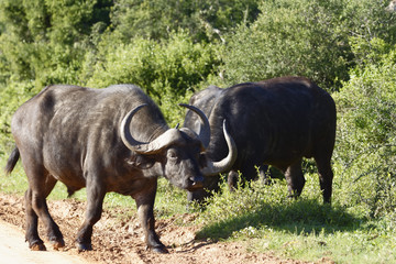 Obraz premium African Buffalo, Addo Elephant National Park
