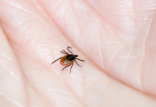 Weibliche Zecke, Holzbock (Ixodes ricinus) krabbelt &uuml;ber Haut eines Menschen, Niedersachsen, Deutschland, Europa
