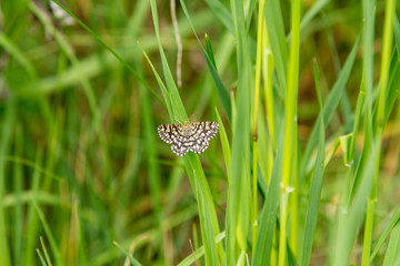 Small butterfly on green grass background
